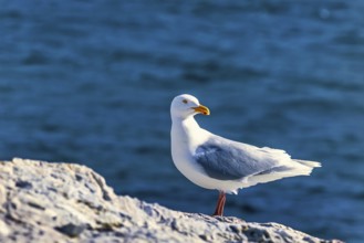 Glaucous gull (Larus hyperboreus) on a rock by the sea in the Arctic, Svalbard, Norway