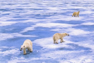 Polar bears (Ursus maritimus) on melting ice in the Arctic, Svalbard, Norway