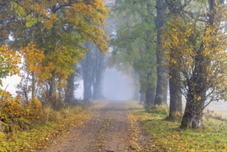 Tree Lined gravel road with mist and autumn colours on the trees in the countryside a autumn day