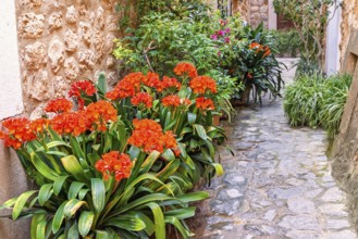 Flowers in bloom and green plants in an idyllic cobblestone alley, Fornalutx, Mallorca, Spain