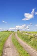 Farm Road with grass shoulder on a meadow by a stone wall and a blue sky a beautiful summer day