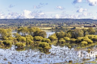 Flooded wetland with green bushes in a rural landscape a sunny summer day, Hornborgasjön, Sweden