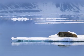 Walrus (Odobenus rosmarus) lying on an ice floe in arctic waters, Svalbard, Norway