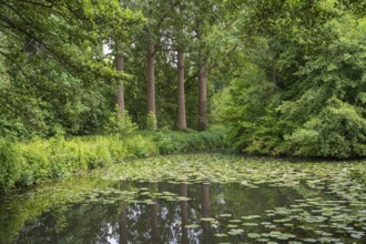 Water lilies (Nuphar lutea) on the river Ems, trees on the bank, Rheda-Wiedenbrück, Westphalia,