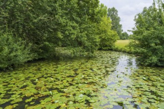 Water lilies (Nuphar lutea) on the river Ems, trees on the bank, Rheda-Wiedenbrück, Westphalia,