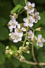 Wild blackberry (Rubus fruticosus), flower, close-up, North Rhine-Westphalia, Germany