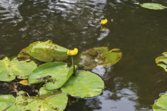 Blooming water lily (Nuphar lutea) on the river Ems, Rheda-Wiedenbrück, Westphalia, North