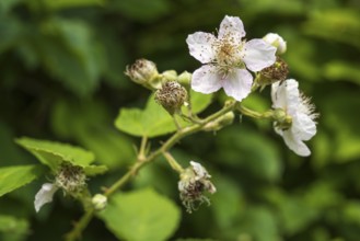 Wild blackberry (Rubus fruticosus), flower, close-up, North Rhine-Westphalia, Germany