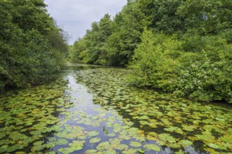 Water lilies (Nuphar lutea) on the river Ems, trees on the bank, Rheda-Wiedenbrück, Westphalia,