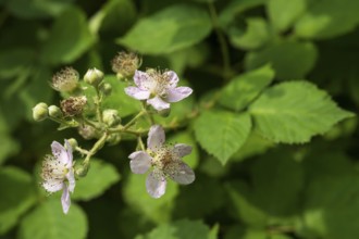 Wild blackberry (Rubus fruticosus), flower, close-up, North Rhine-Westphalia, Germany