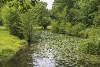 Water lilies (Nuphar lutea) on the river Ems, trees on the bank, Rheda-Wiedenbrück, Westphalia,