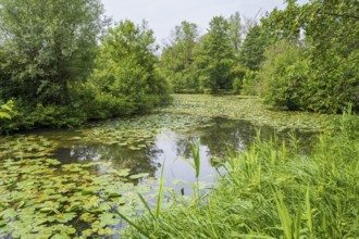 Water lilies (Nuphar lutea) on the river Ems, trees on the bank, Rheda-Wiedenbrück, Westphalia,