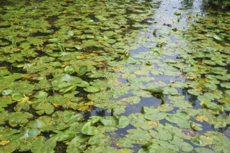 Water lilies (Nuphar lutea) on the River Ems, Rheda-Wiedenbrück, Westphalia, North