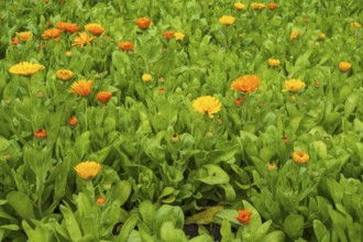 Field with marigolds (Calendula officinalis), North Rhine-Westphalia, Germany