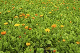 Field with marigolds (Calendula officinalis), North Rhine-Westphalia, Germany