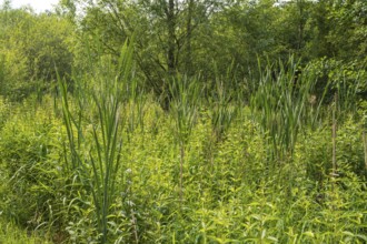 Reed grass, Erlenbruchwald nature reserve, Rheda-Wiedenbrück, Westphalia, North Rhine-Westphalia,