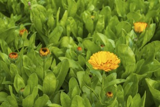 Field with marigolds (Calendula officinalis), North Rhine-Westphalia, Germany