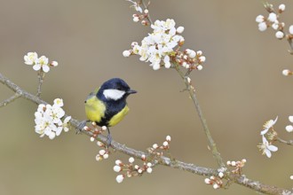 Great tit (Parus major), sitting on a blossoming branch of a cherry tree, spring, wildlife,