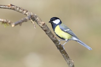 Great tit (Parus major), sitting on a branch, Wilnsdorf, North Rhine-Westphalia, Germany