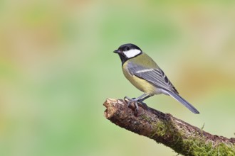 Great tit (Parus major), sitting on a branch covered with moss, Wilnsdorf, North Rhine-Westphalia,