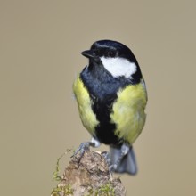 Great tit (Parus major), sitting on a moss-covered tree root, Wilnsdorf, North Rhine-Westphalia,