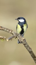 Great tit (Parus major), sitting on a branch, Wilnsdorf, North Rhine-Westphalia, Germany