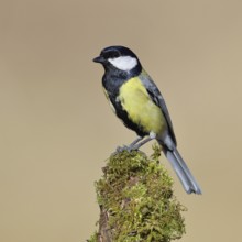 Great tit (Parus major), sitting on a moss-covered tree root, Wilnsdorf, North Rhine-Westphalia,