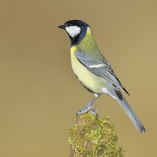 Great tit (Parus major), sitting on a moss-covered tree root, Wilnsdorf, North Rhine-Westphalia,