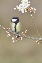 Great tit (Parus major), sitting on a blossoming branch of a cherry tree, spring, wildlife,