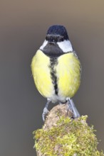 Great tit (Parus major), sitting on a moss-covered tree root, looking into the camera, Wilnsdorf,