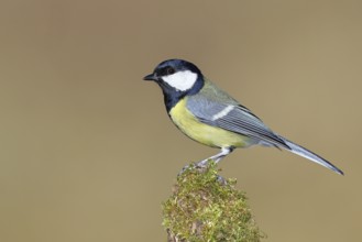 Great tit (Parus major), sitting on a moss-covered tree root, Wilnsdorf, North Rhine-Westphalia,