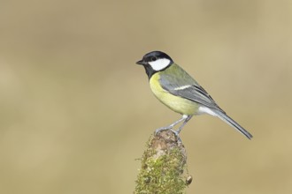 Great tit (Parus major), sitting on a moss-covered tree root, Wilnsdorf, North Rhine-Westphalia,