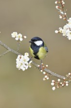 Great tit (Parus major), sitting on a blossoming branch of a cherry tree, spring, wildlife,