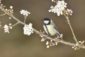 Great tit (Parus major), sitting on a blossoming branch of a cherry tree, spring, wildlife,