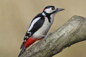 Great spotted woodpecker (Dendrocopos major), male, sitting on a branch, Wilnsdorf, North