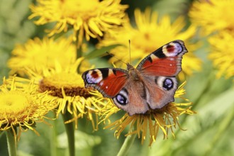 Peacock butterfly (Aglais io), on a yellow flower of a Great Telekie (Telekia speciosa), Wilnsdorf,