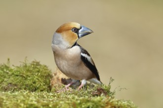 Hawfinch (Coccothraustes coccothraustes), male, sitting on a moss-covered tree stump, wildlife,