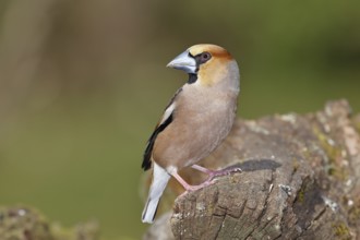 Hawfinch (Coccothraustes coccothraustes), male, sitting on dead wood, wildlife, colourful plumage,
