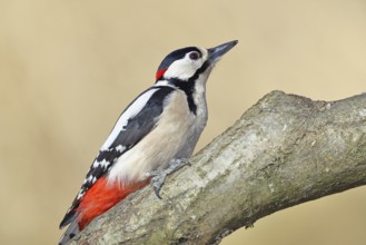 Great spotted woodpecker (Dendrocopos major), male, sitting on a branch, Wilnsdorf, North