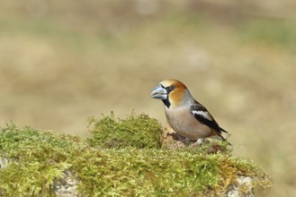Hawfinch (Coccothraustes coccothraustes), male, sitting on a moss-covered tree stump, wildlife,