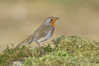 Robin (Erithacus rubecula), on mossy ground in the garden, Wilnsdorf, North Rhine-Westphalia,