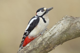 Great spotted woodpecker (Dendrocopos major), male, sitting on a branch, Wilnsdorf, North