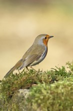 Robin (Erithacus rubecula), on mossy ground in the garden, Wilnsdorf, North Rhine-Westphalia,
