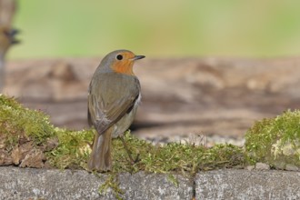 Robin (Erithacus rubecula), on mossy ground in the garden, Wilnsdorf, North Rhine-Westphalia,