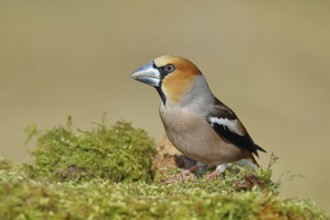 Hawfinch (Coccothraustes coccothraustes), male, sitting on a moss-covered tree stump, wildlife,