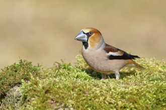 Hawfinch (Coccothraustes coccothraustes), male, sitting on a moss-covered tree stump, wildlife,