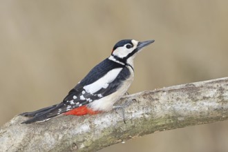 Great spotted woodpecker (Dendrocopos major), male, sitting on a branch, Wilnsdorf, North