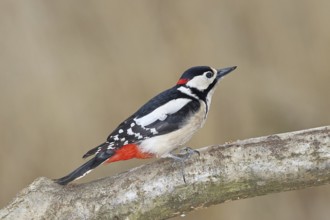 Great spotted woodpecker (Dendrocopos major), male, sitting on a branch, Wilnsdorf, North