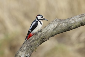 Great spotted woodpecker (Dendrocopos major), male, sitting on a branch, Wilnsdorf, North