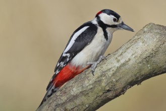 Great spotted woodpecker (Dendrocopos major), male, sitting on a branch, Wilnsdorf, North